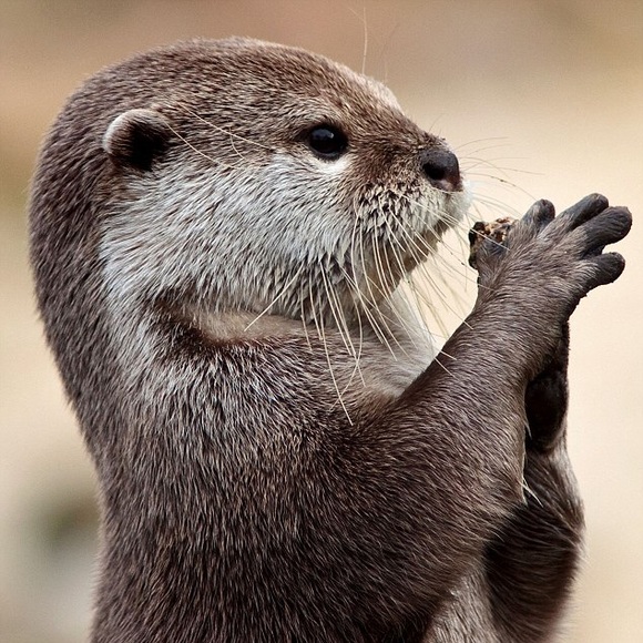 otterbyte